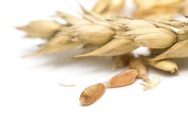 Klásky a zrna pšenice na bílém pozadí — Stock fotografie