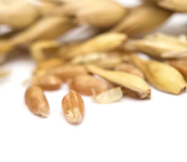 Épillets et grains de blé sur fond blanc — Photo