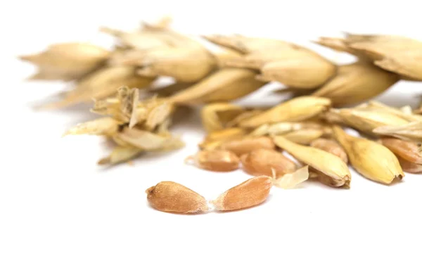 Espiguillas y granos de trigo sobre un fondo blanco — Foto de Stock