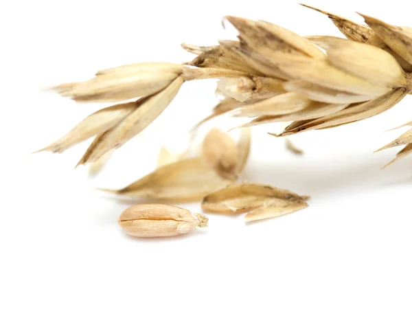 Klásky a zrna pšenice na bílém pozadí — Stock fotografie