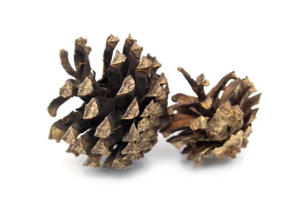 Fir-cone — Stock Photo, Image