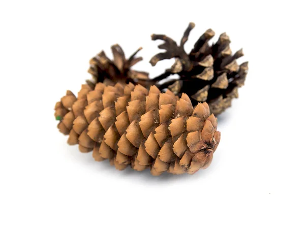 Fir-cone — Stock fotografie