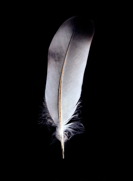 Φτερό πουλιού — Φωτογραφία Αρχείου