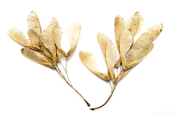 Maple tree seeds — Stock Photo, Image