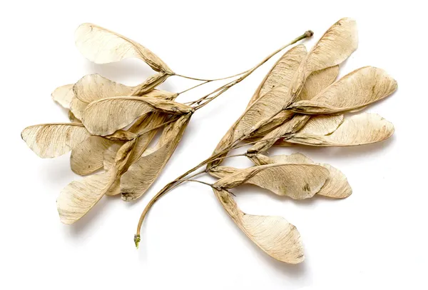 Maple tree seeds — Stock Photo, Image