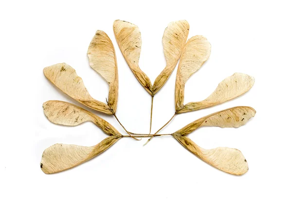 Javorový strom semena — Stock fotografie