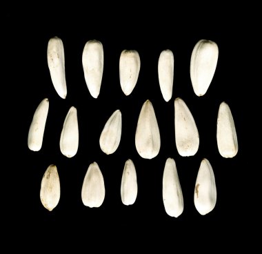 Ayçiçeği bir siyah arka plan üzerine beyaz