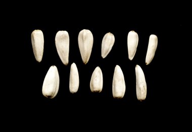 Ayçiçeği bir siyah arka plan üzerine beyaz