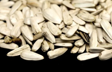 Ayçiçeği bir siyah arka plan üzerine beyaz