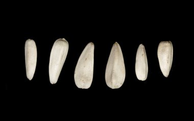 Ayçiçeği bir siyah arka plan üzerine beyaz