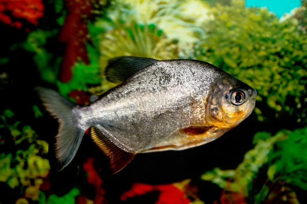 水族館の魚は — ストック写真