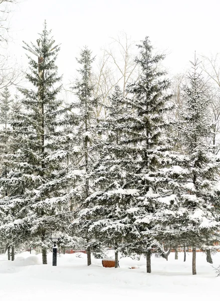 Abetos en el paisaje de nieve — Foto de Stock