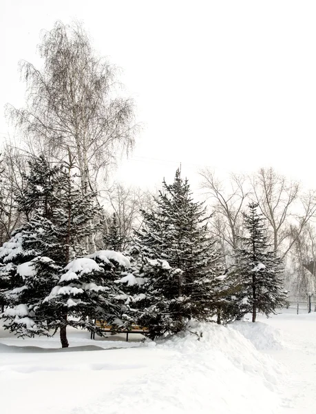 kar manzara içinde çam ağaçları