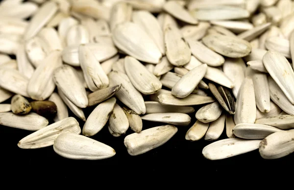 Ayçiçeği bir siyah arka plan üzerine beyaz