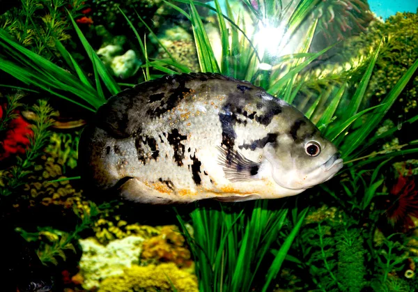 Fish in the aquarium Stock Photo