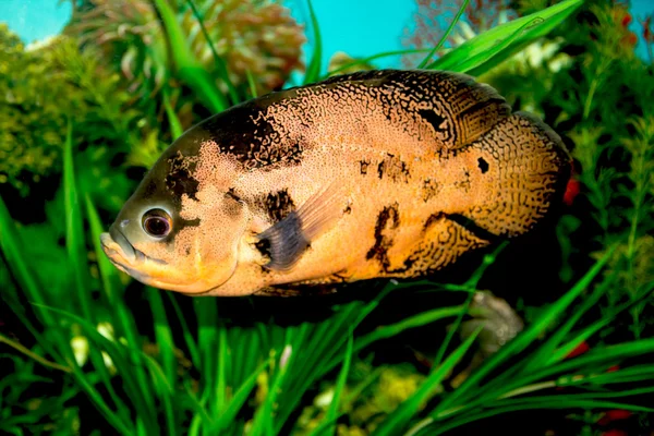 Fish in the aquarium Stock Image