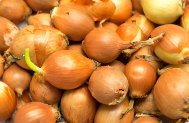 zemin üzerine soğan