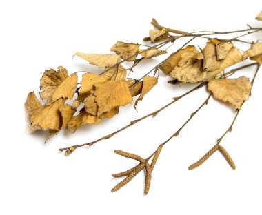 Beyaz bir arka plan üzerinde kuru huş ağacı yaprakları