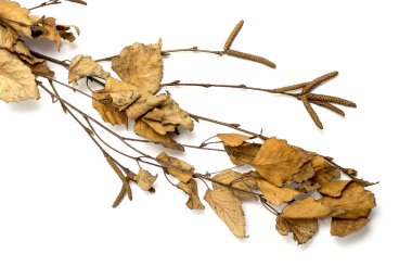 Beyaz bir arka plan üzerinde kuru huş ağacı yaprakları