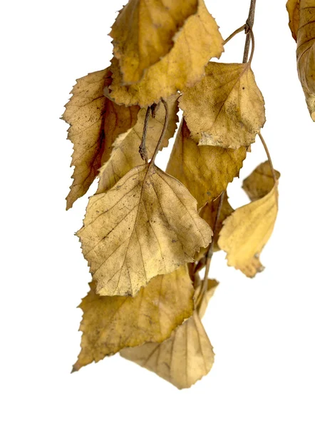 Beyaz bir arka plan üzerinde kuru huş ağacı yaprakları — Stok fotoğraf