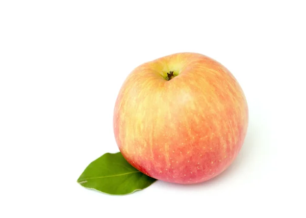 Aardappel — Stockfoto