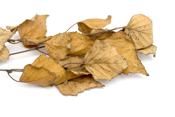 dry leaves on a white background