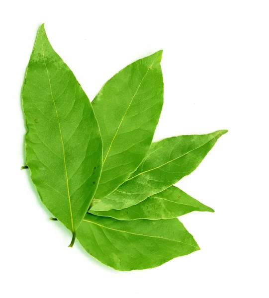 Folha de louro verde sobre um fundo branco — Fotografia de Stock