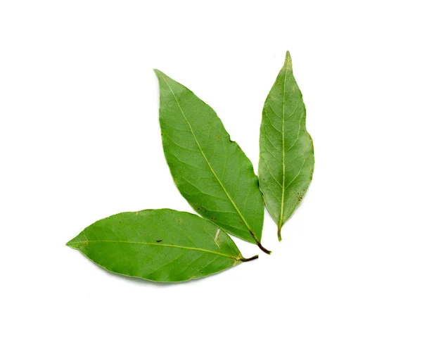 Hoja de laurel verde sobre un fondo blanco — Foto de Stock