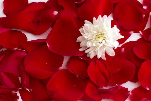 Red rose petals — Stock Photo, Image