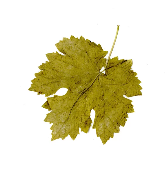 Grape leaf with water drop — Stock Photo, Image