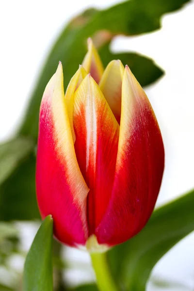 Tulip fine flowers — Stock Photo, Image