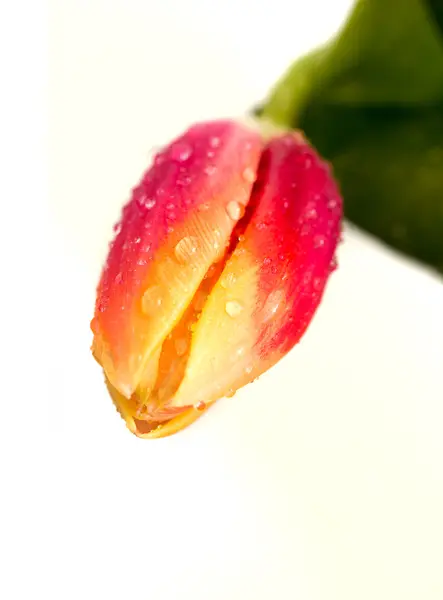 Tulip fine flowers — Stock Photo, Image