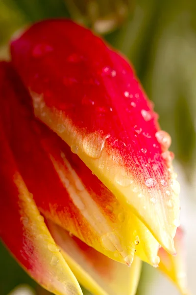 Tulp mooie bloemen — Stockfoto