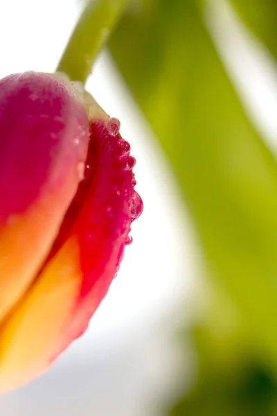 Tulp mooie bloemen — Stockfoto