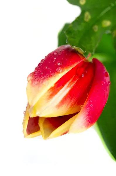 Dobrze kwiatów tulipanów — Zdjęcie stockowe