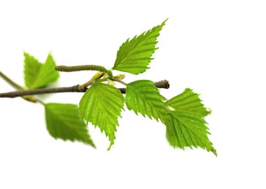 brich beyaz zemin üzerine bir güzel bahar dal