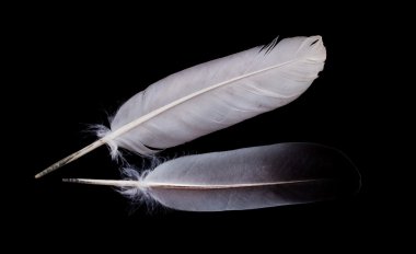 kuş tüyü