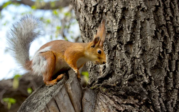 Tiere — Stockfoto