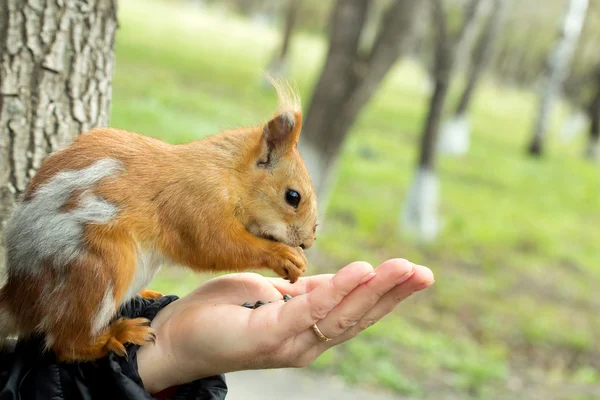 Animales — Foto de Stock