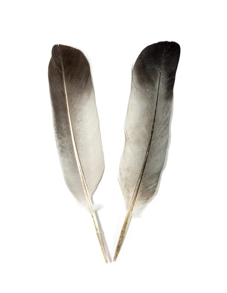 Bird feather — Stock Photo, Image