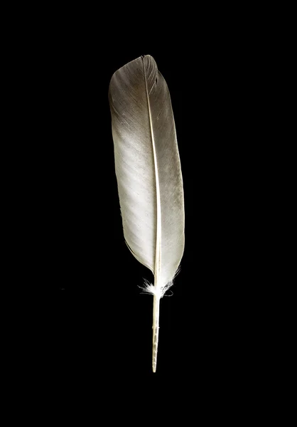 Vogelfeder — Stockfoto