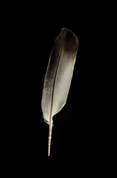 Bird feather — Stock Photo, Image