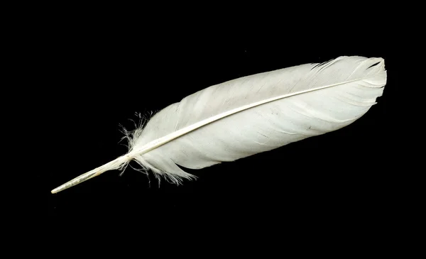 Pluma de ave — Foto de Stock