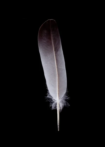 Bird feather — Stock Photo, Image