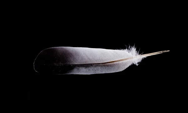 Bird feather — Stock Photo, Image