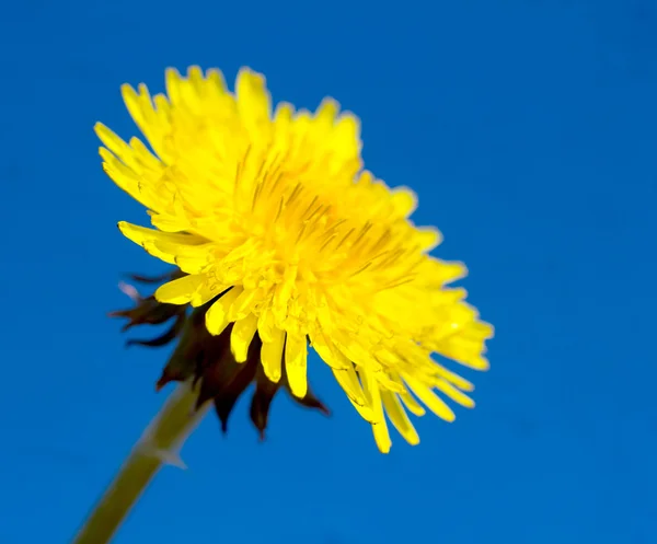 Naturaleza —  Fotos de Stock