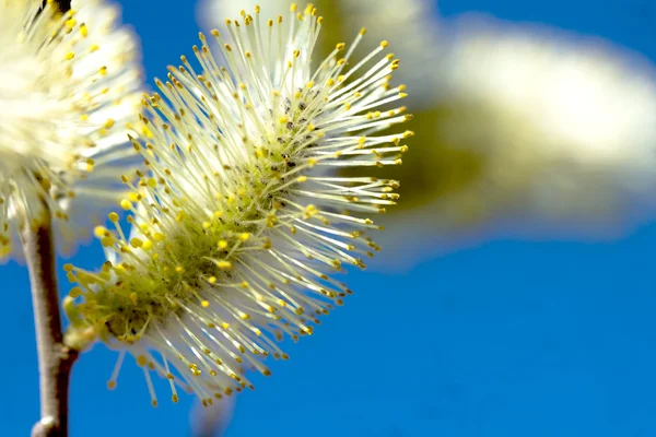 Natura — Foto Stock