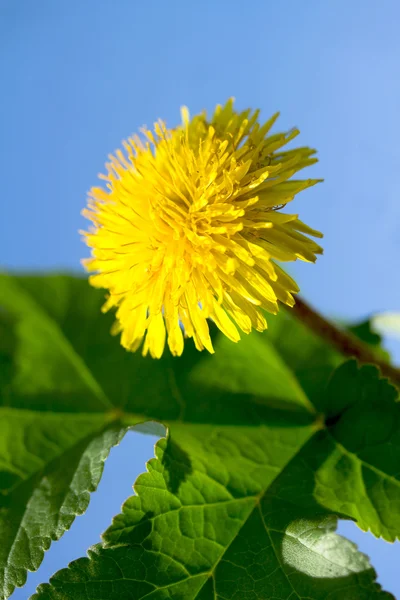 Naturaleza — Foto de Stock