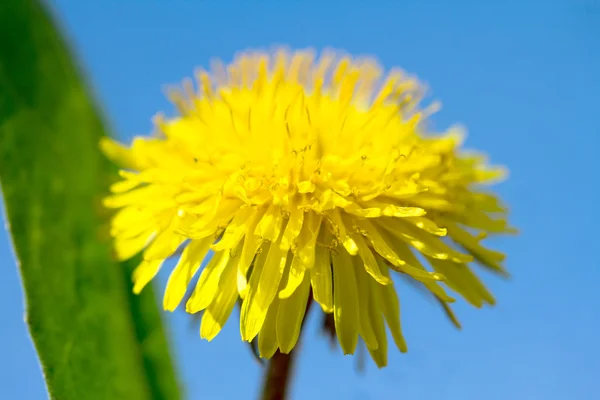 Nature — Stock Photo, Image