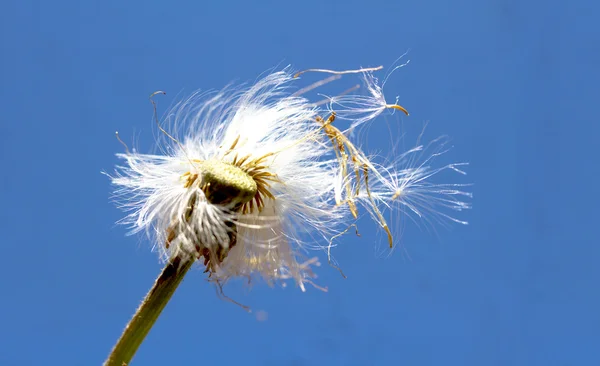 Naturaleza —  Fotos de Stock